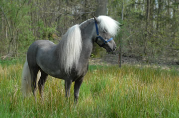 Moon au galop